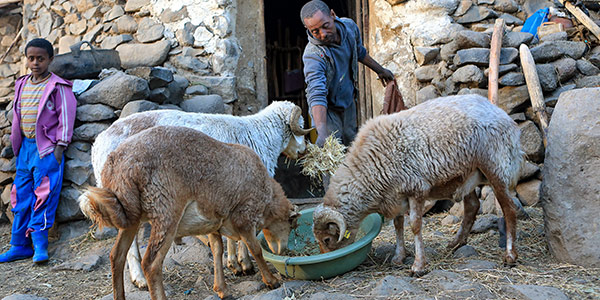 Ethiopian farmer Sintayehu Bashahyider feeds his sheep in front of his home. (Photo: Apollo Habtamu, ILRI)