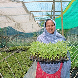 Luna Akhter with chilli seedlings tray in her hub at Pirgacha Rangpur, during high demand of chilli and she was happy to sell a big batch of chilli seedlings.