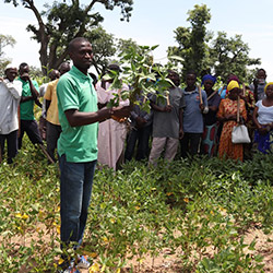 Training on agroecological methods at farmers field day. (Photo: Percy Dabang/Mission 21)