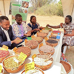 Zimbabwe Seed and Food Festival event. (Photo:Seed and Knowledge Initiative project)
