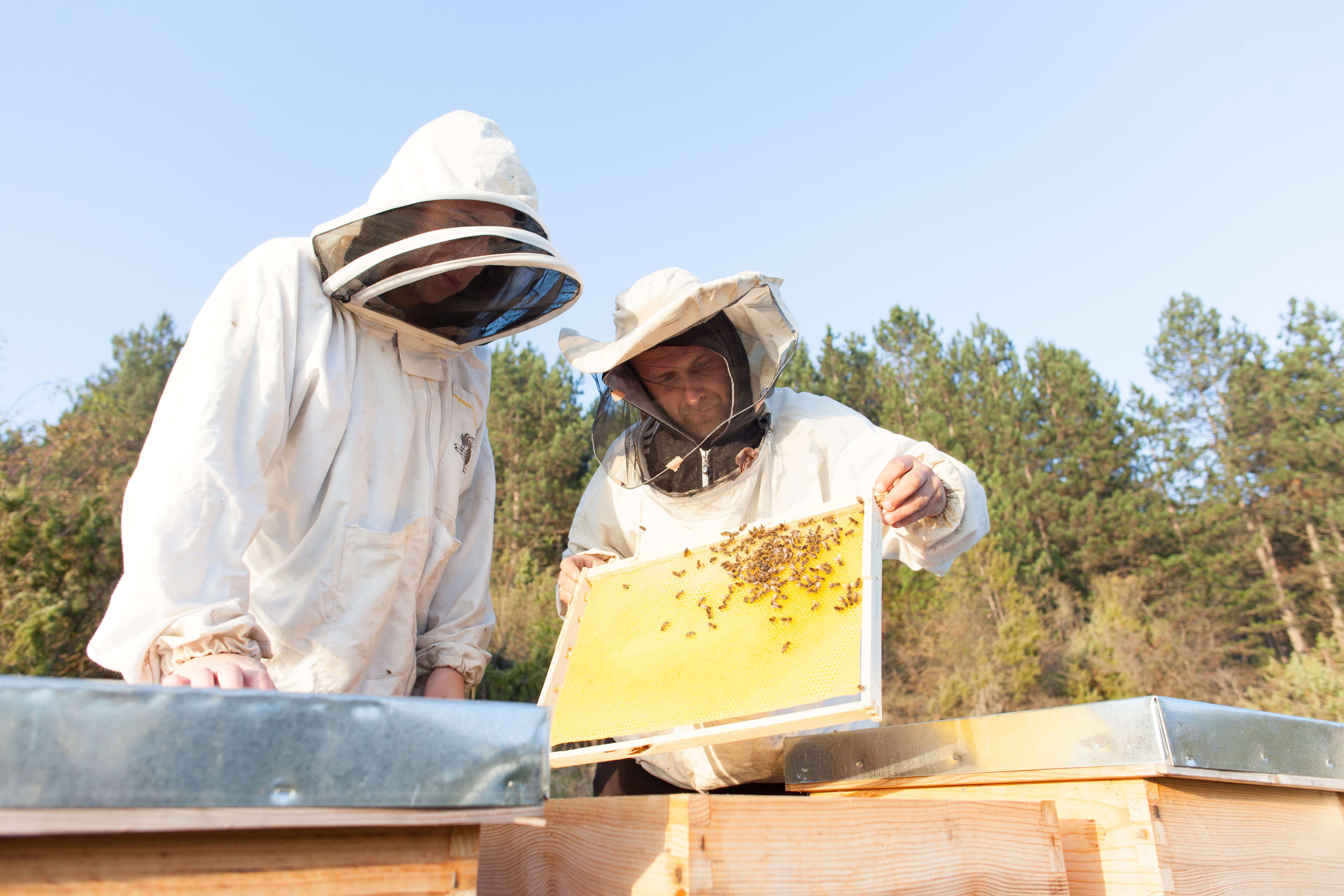 Honey production Serbia
